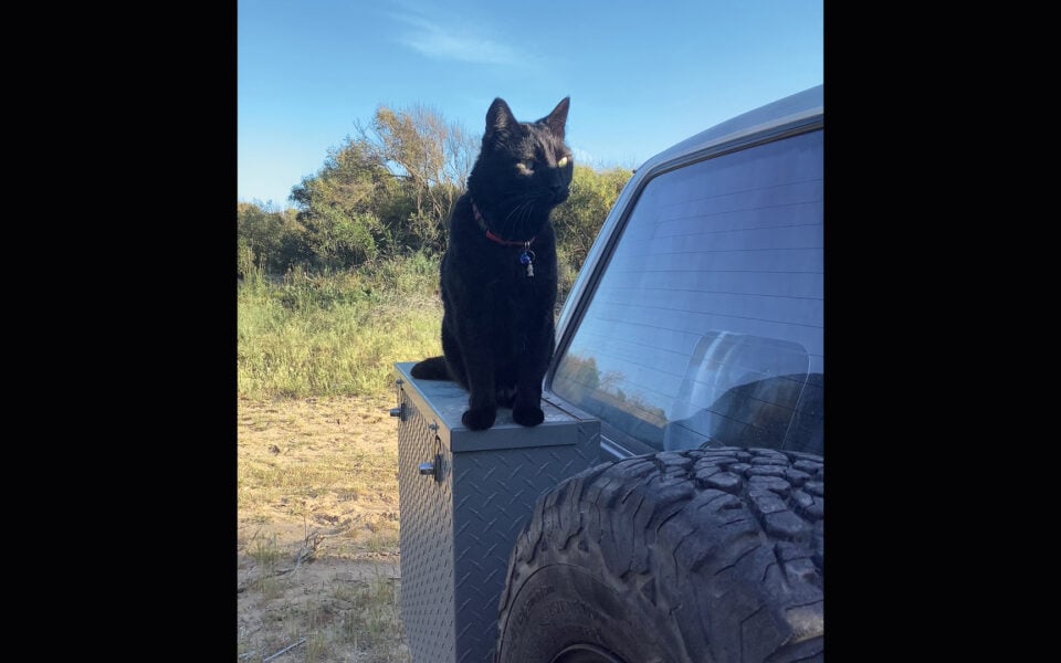 Traveling around Greece with a cat Traveling around Greece with a cat