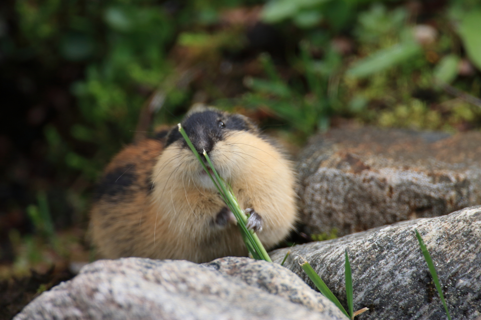 A Norway lemming foraging for food in the summer tundra. Image Credit: © Frank Fichtmueller, Dreamstime.