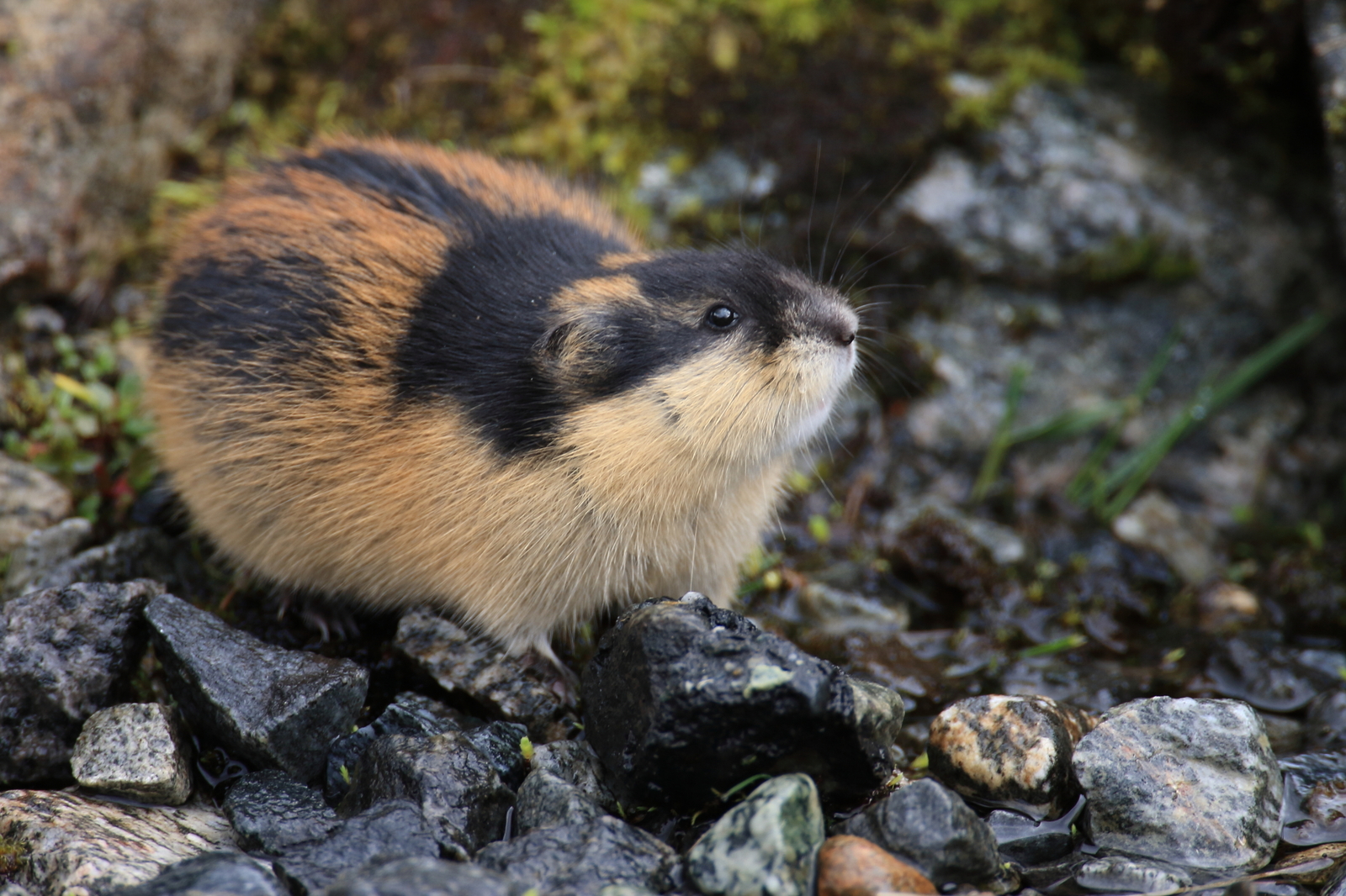 The brilliant coat of the Norway lemming in Jotunheimen, Norway. Image Credit: © Frank Fichtmueller, Dreamstime.