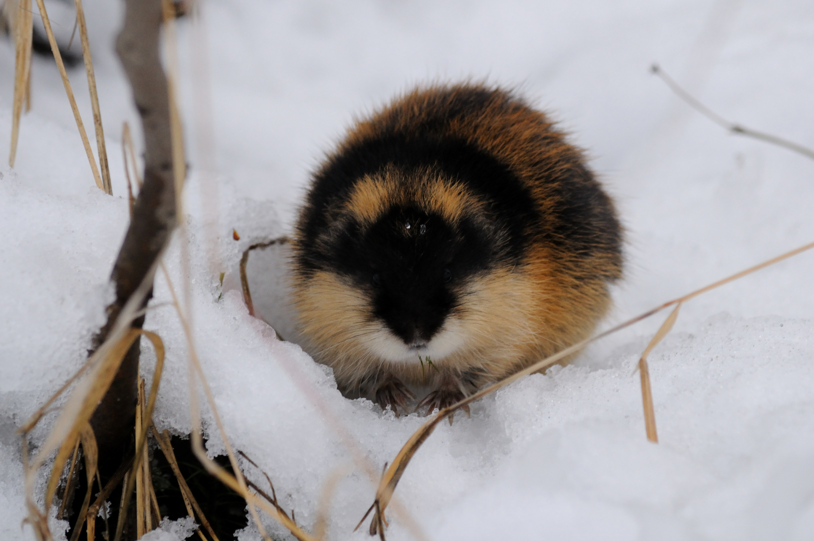 A Norway lemming in the Russian snow looking for food. Image Credit: © Aleksei Siniakov, Dreamstime.