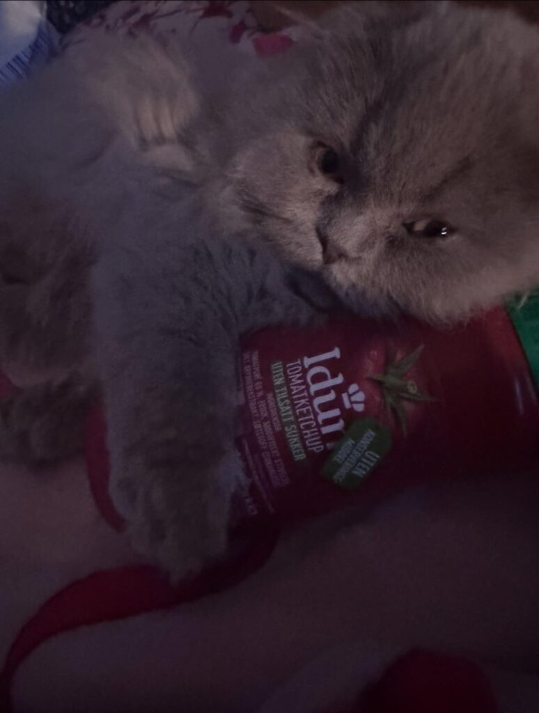 Hi, I’m from America and my kitten likes cuddling with your ketchup bottle