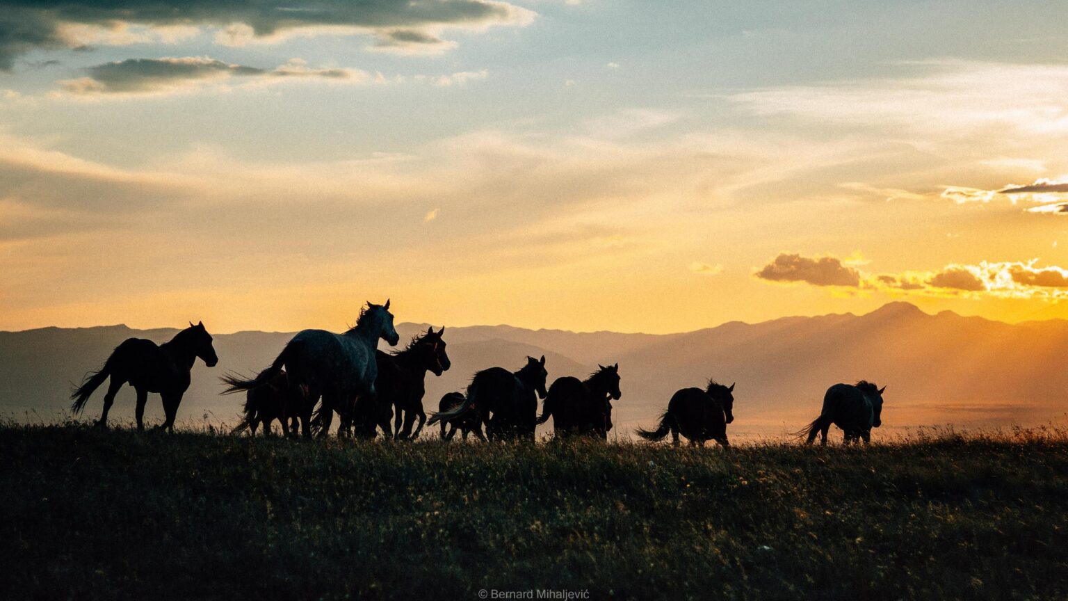 One of EPIC / Film scenes with free horses from LIVNA