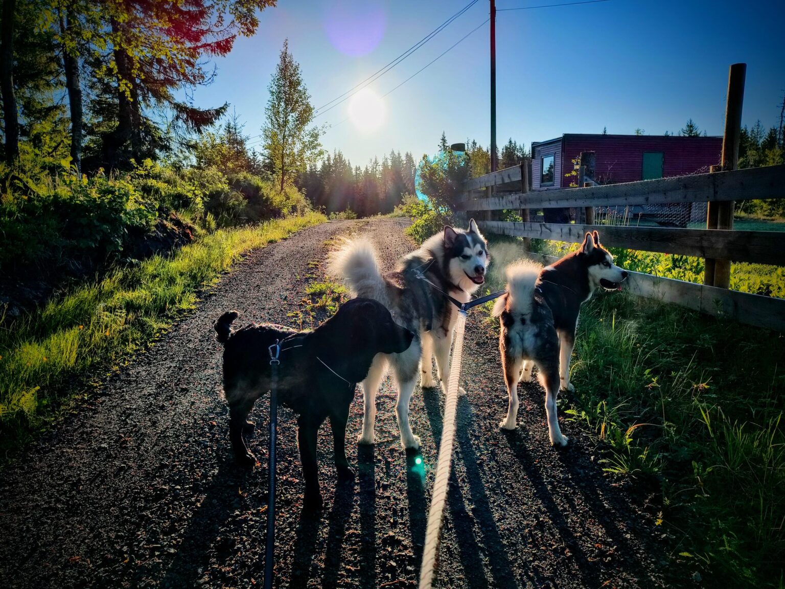 I posted a photo of my dogs a few years ago and a lot of people thought it was AI. Just to prove a point that it was a fluke of the light conditions and some editing in post, here's two of the original dogs with my puppy in almost the same place
