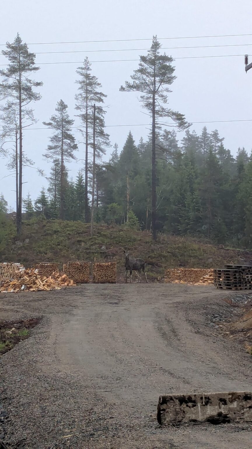 Saw my 5th moose yesterday Saw my 5th moose yesterday