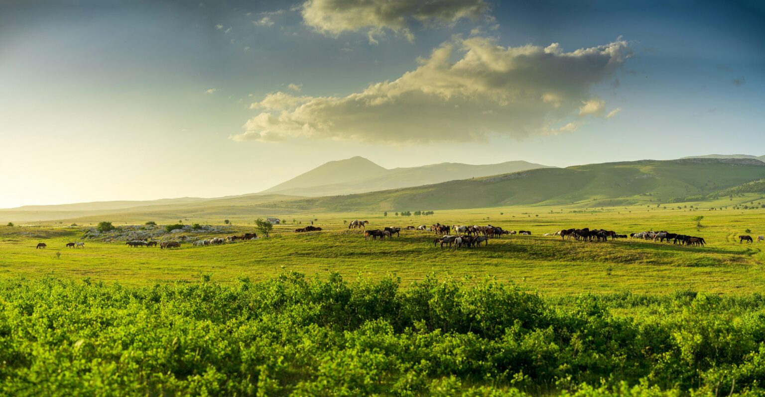 Spring Rhapsody with horses near Livno
