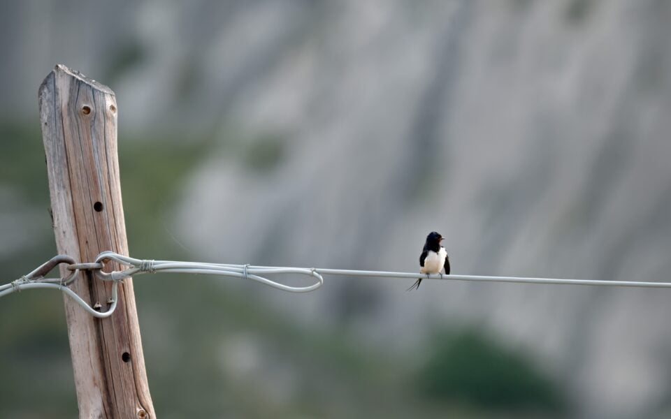 Where have Greece’s swallows gone?