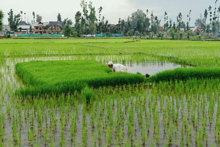 rural economy