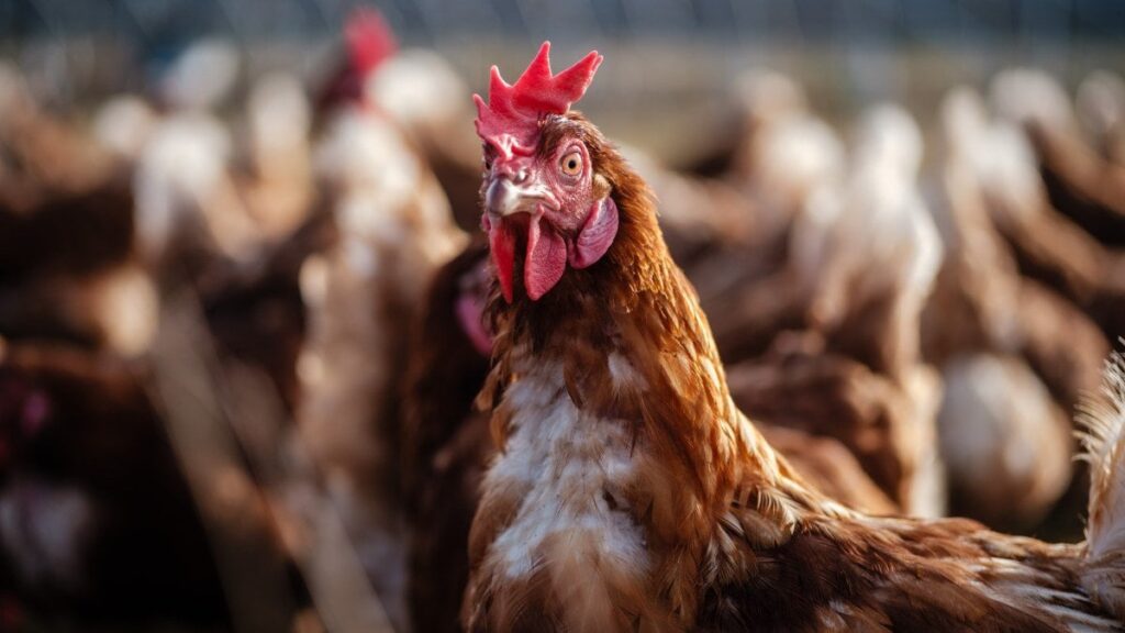 From chicken to potatoes, Britain’s never grown less of its own food