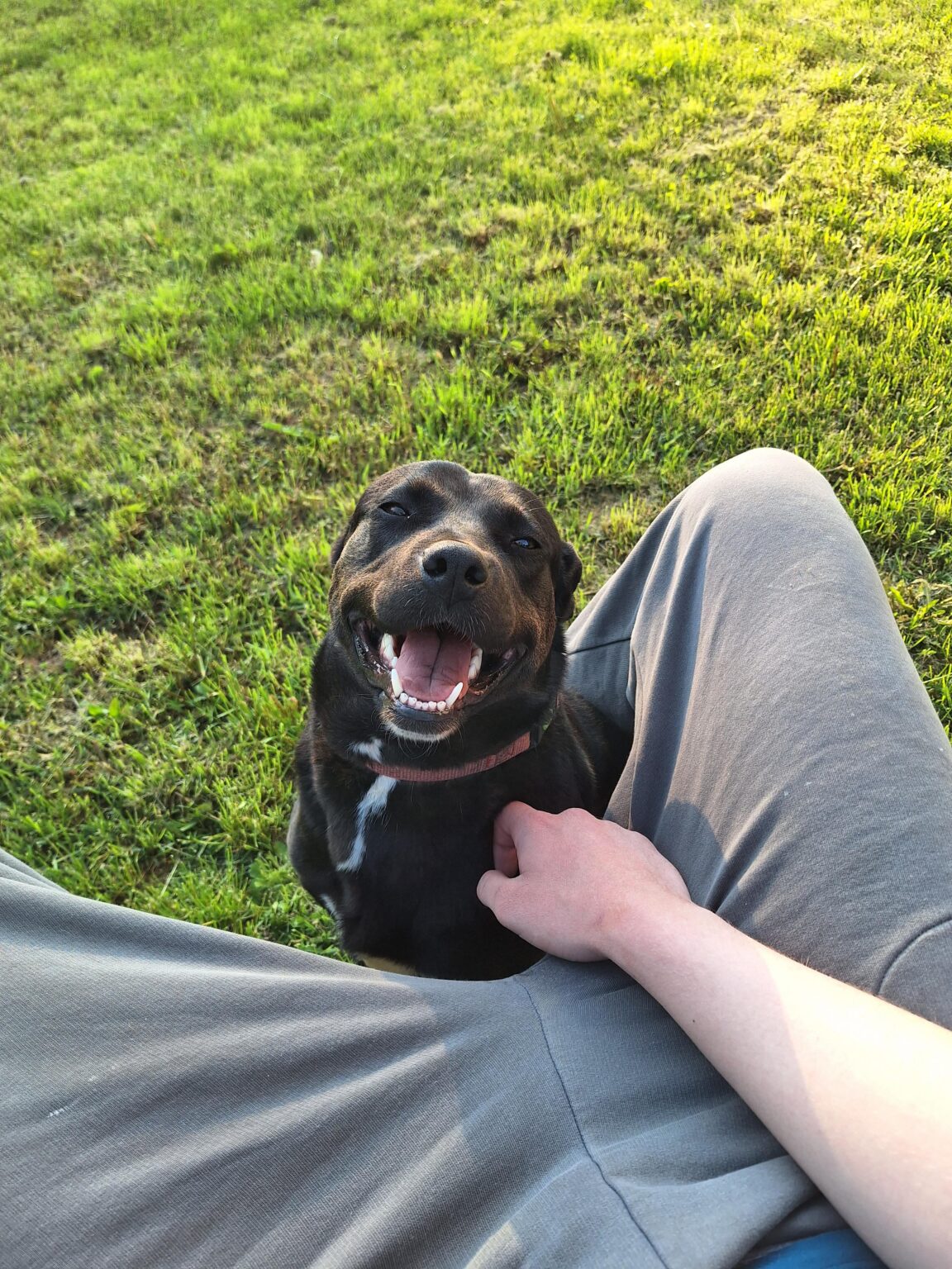 Do I love my dog? Do I love my dog?
