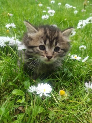 Housing of a kitten