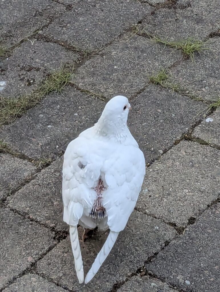 Ringed bird help
