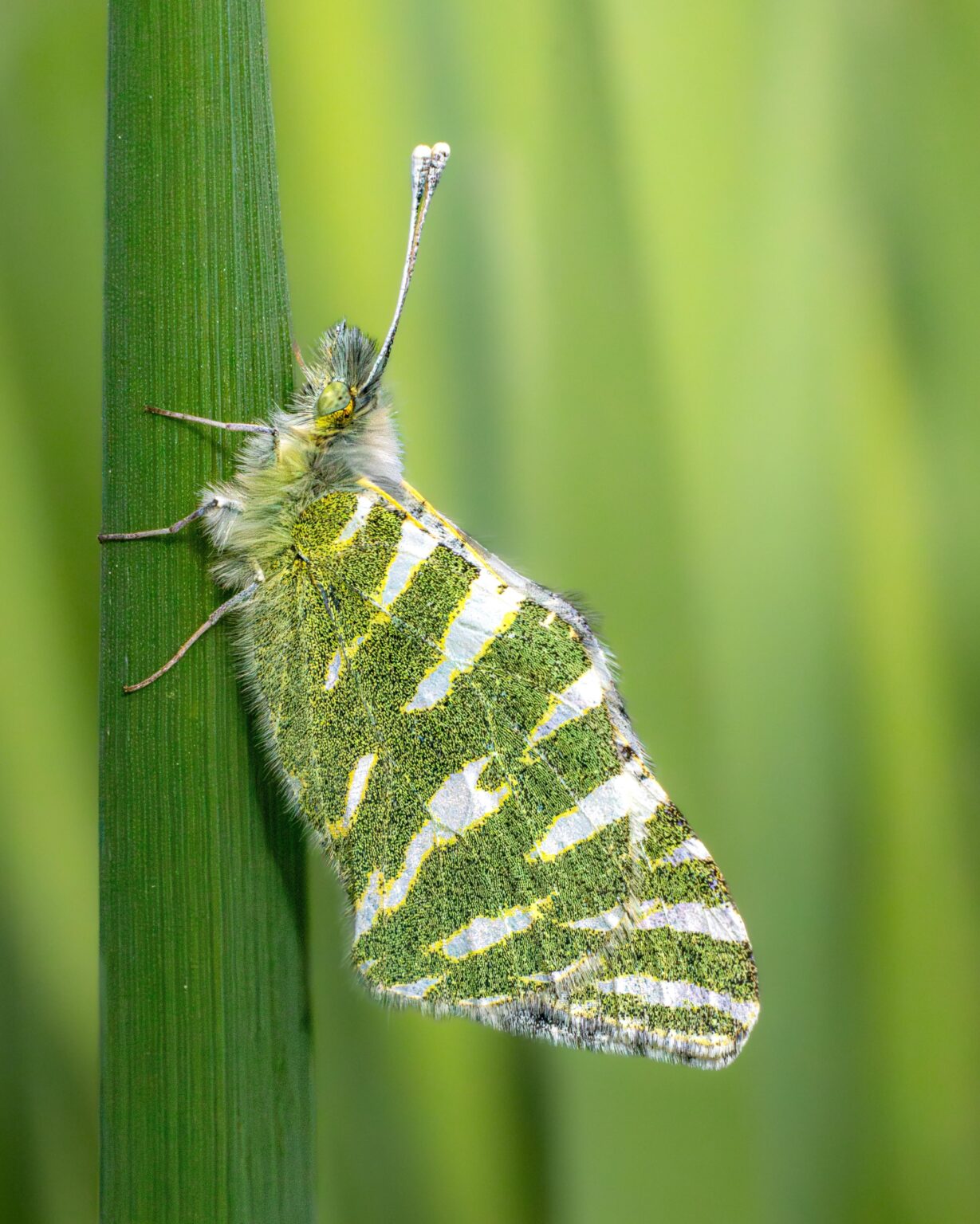 Blanca Verdirrayada (Euchloe Belemia) in Granada, Andalusia.