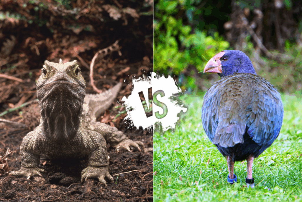 Two Rare Species Go Head to Head in New Zealand (Video)