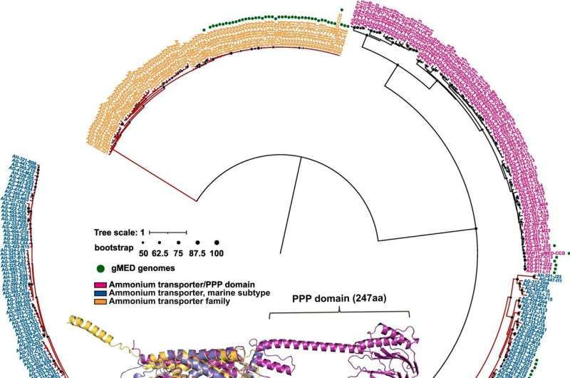 Researchers Uncover the Evolutionary Mechanisms Behind the Ecological Success of The Ocean's Most Abundant Bacteria
