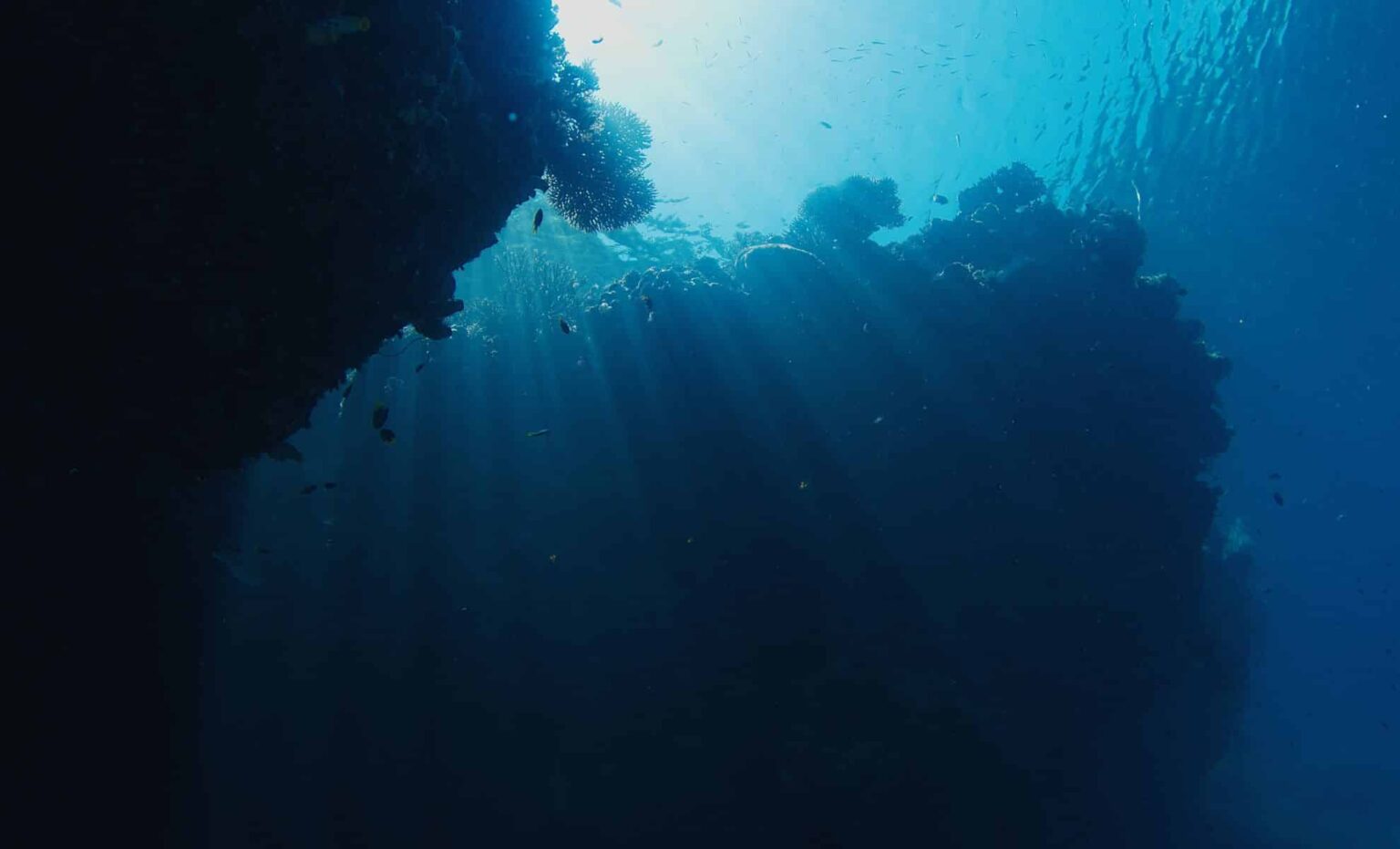 Scientists Discover New Marine Species Living Off The Coasts Of Spain