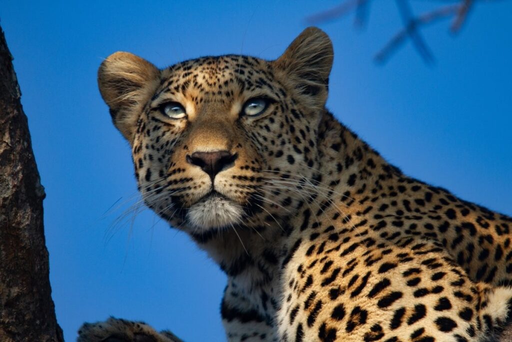 Anger over £116,000 trophy hunting holidays for tourists to shoot leopards