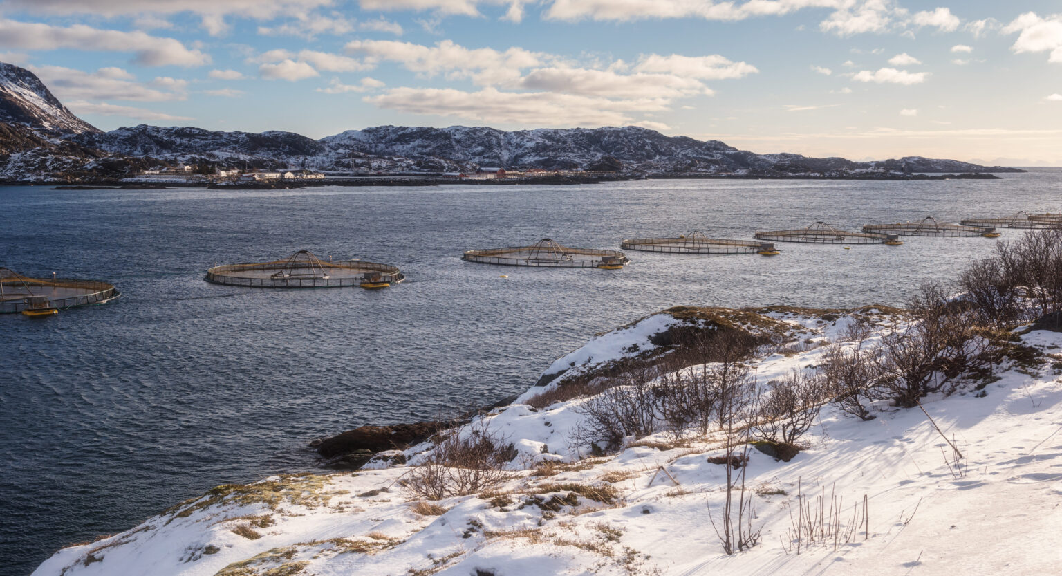 Norway salmon spot prices stay low for SEG week, Scots drop, Chilean stable Norway salmon spot prices stay low for SEG week, Scots drop, Chilean stable