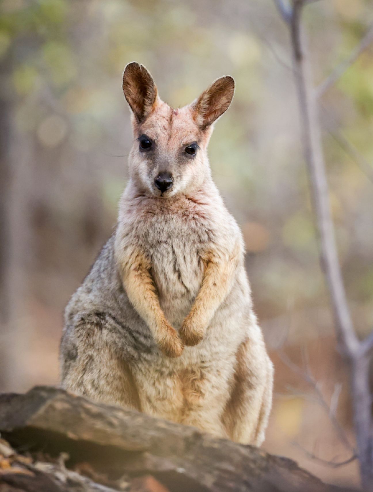A kangaroo sitting on a rock, blending into the natural surroundings of a wooded area