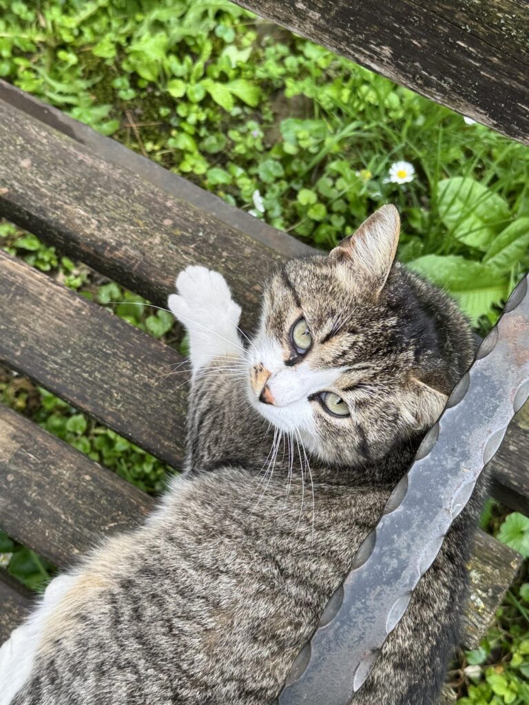 Lets for a bit of positive in sabotage, pictures of kittens I have taken through Skopje 💗