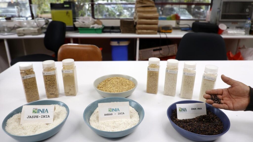 Chileans have developed a rice strain that uses half the water and does not require flooding