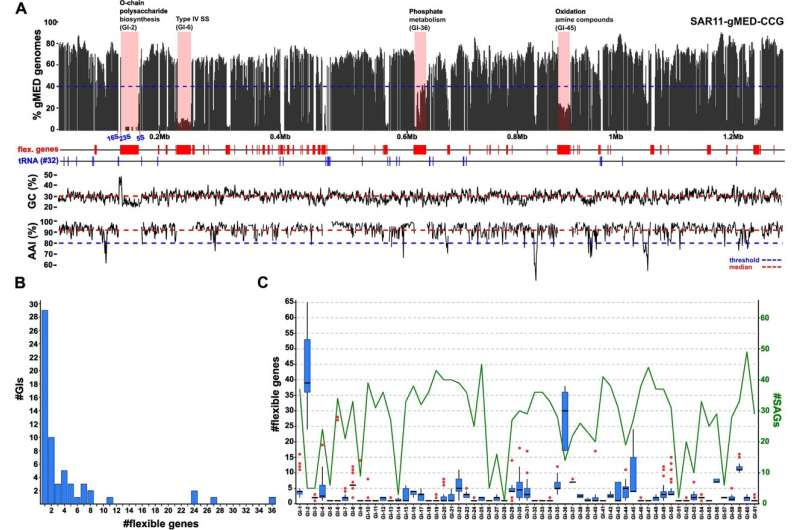 Tiny genomic islands help ocean's most abundant bacteria respond flexibly to environmental changes