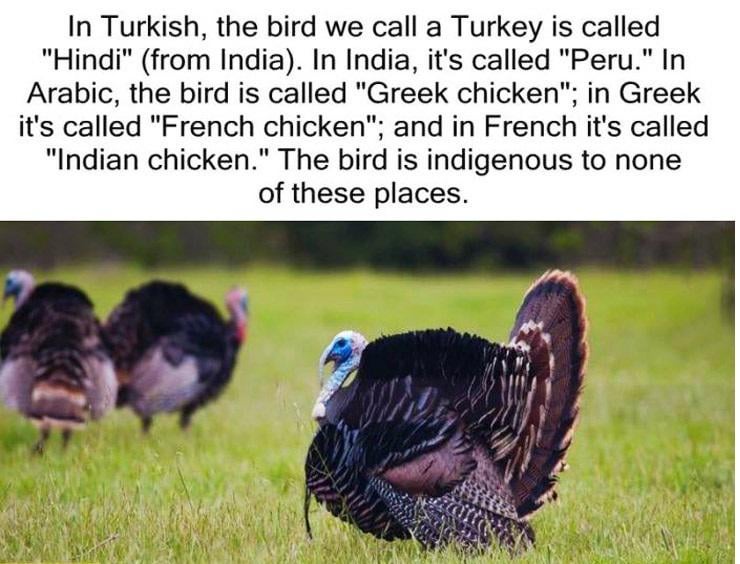 We call it turkey, and "Misir" was the Arabic name for Egypt.