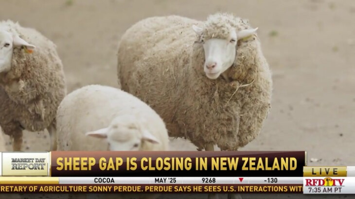 New Zealand's sheep herd continues to shrink