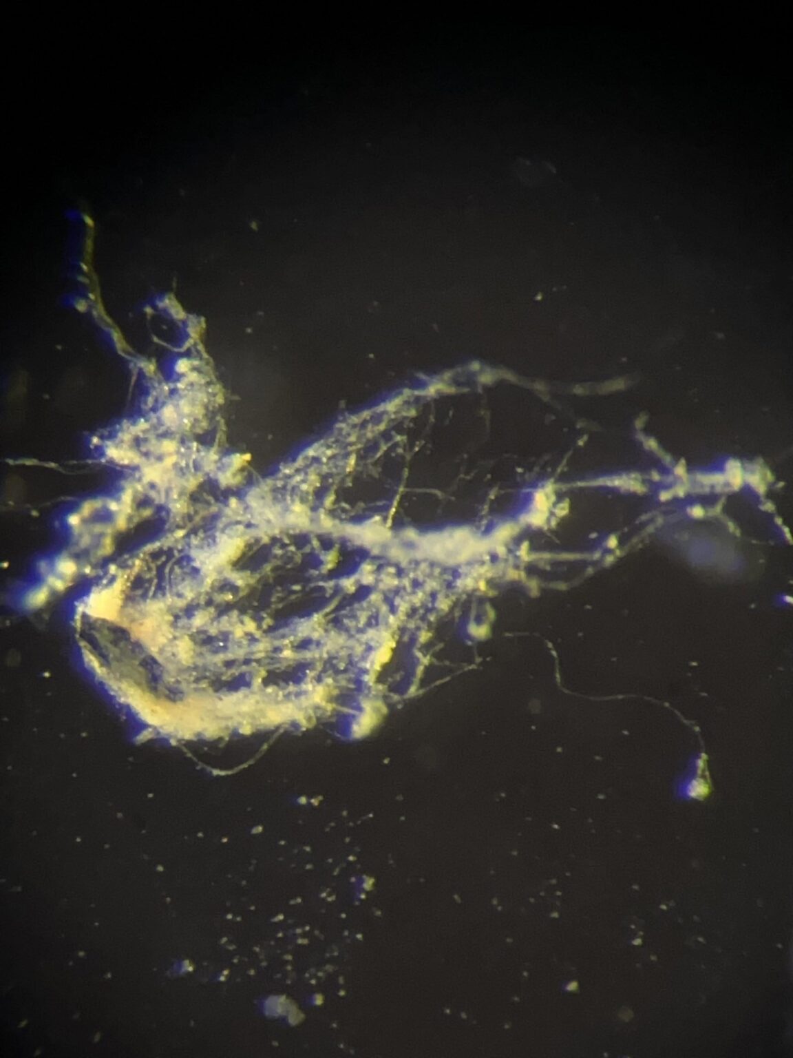 Shocking Discovery: Scientists Discover Organism That Act Like Living Electrical Wires