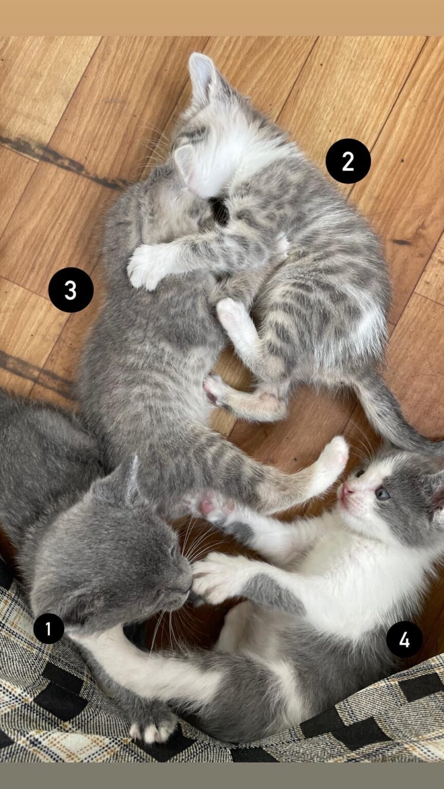 kittens looking for a home