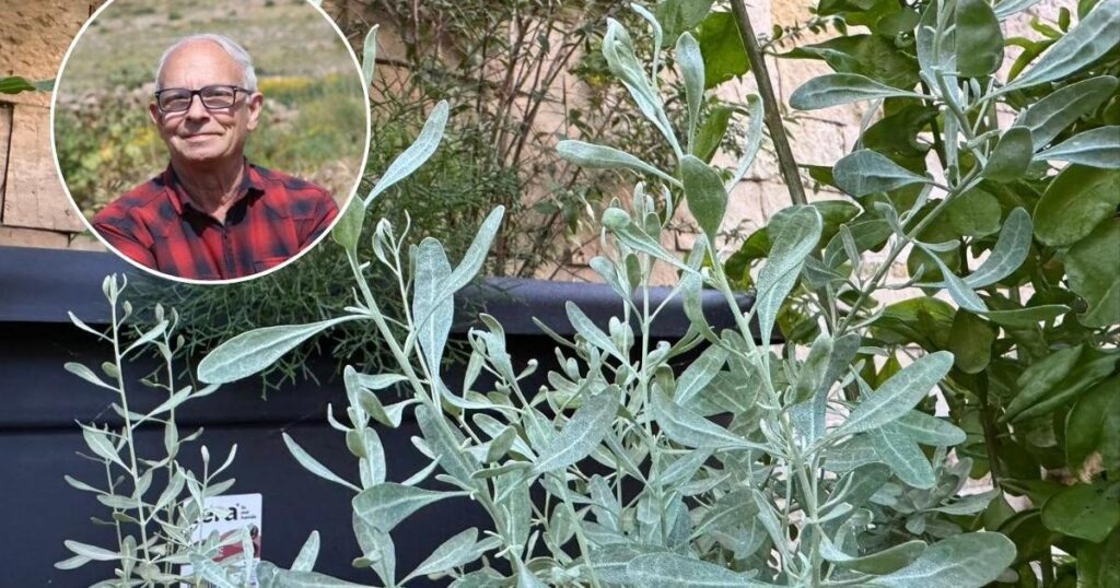 Botanist Edwin Lanfranco has died