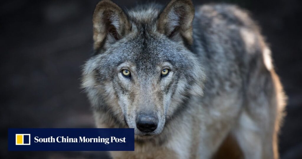 Wolves in Japan: could their reintroduction restore nature’s balance? Wolves in Japan: could their reintroduction restore nature’s balance?