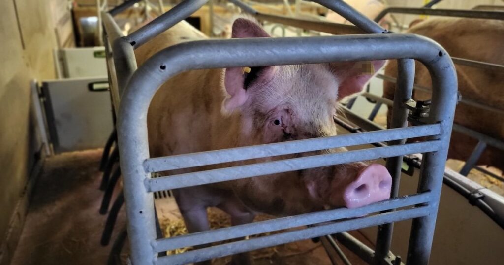Calls to end 'one of the most severe forms of animal cruelty in this country'