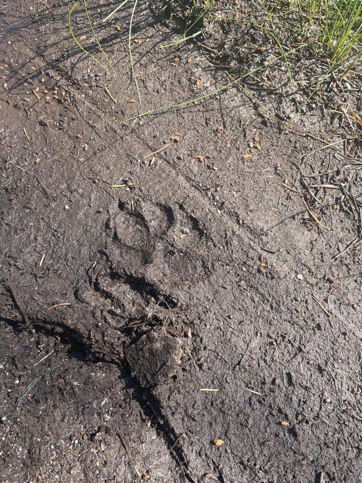 What foot print is this from ? [Mellomkollen]