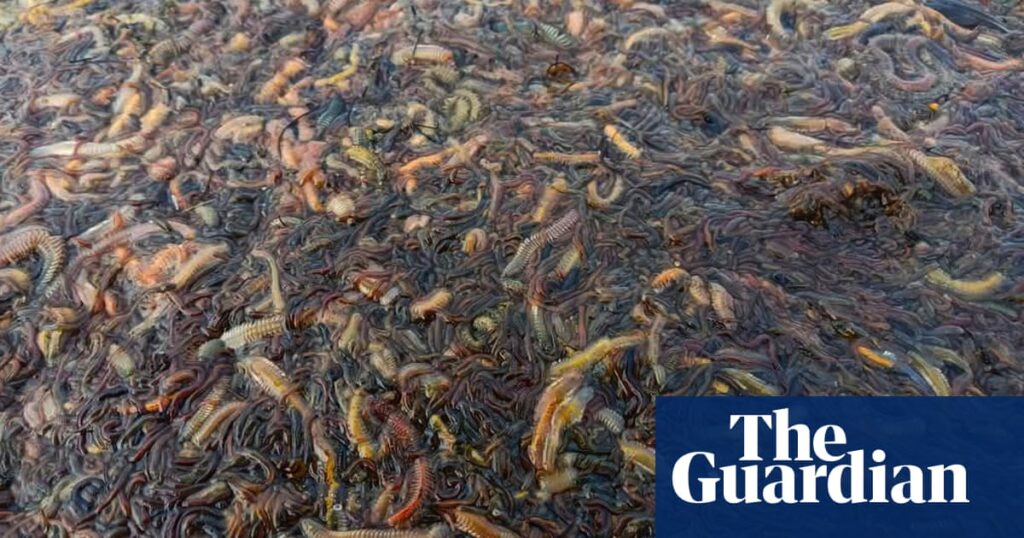 Deadly algal bloom in South Australia’s Coorong an environmental ‘eye opener’, ecologist says | South Australia