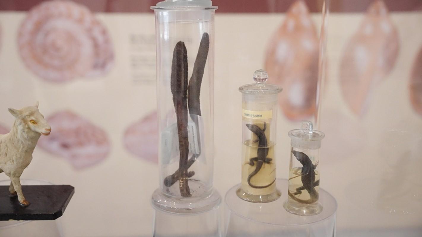 Some of the exhibits at the National Museum of Natural History.