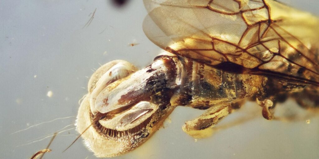 Scientists discover creature ‘beyond imagination’ encased in 99 million-year-old amber Scientists discover creature 'beyond imagination' encased in 99 million-year-old amber