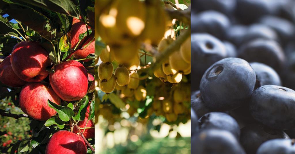 Record year for New Zealand horticultural exports | News