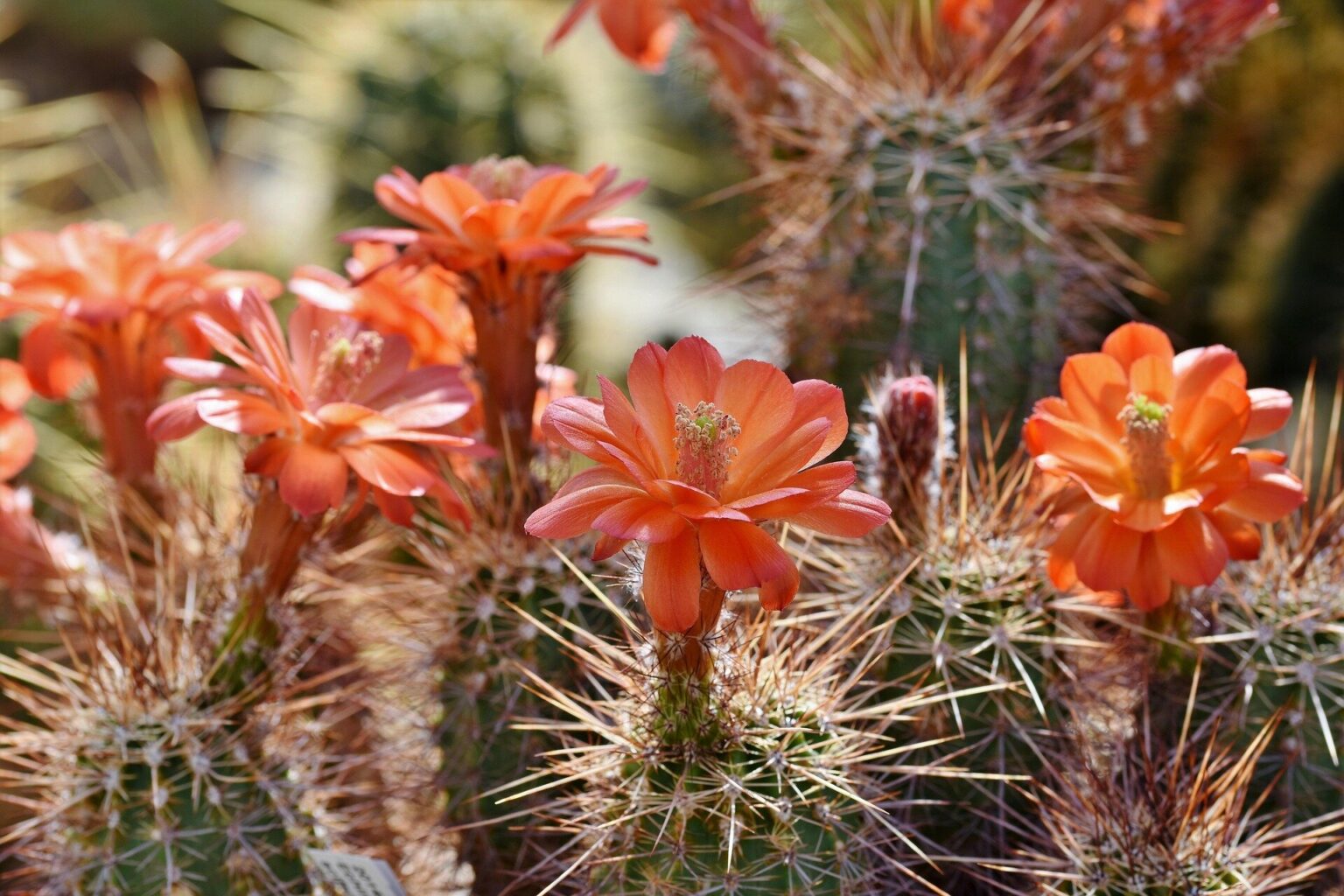 Rare environmental extremes can support biodiversity, challenging stability-focused models