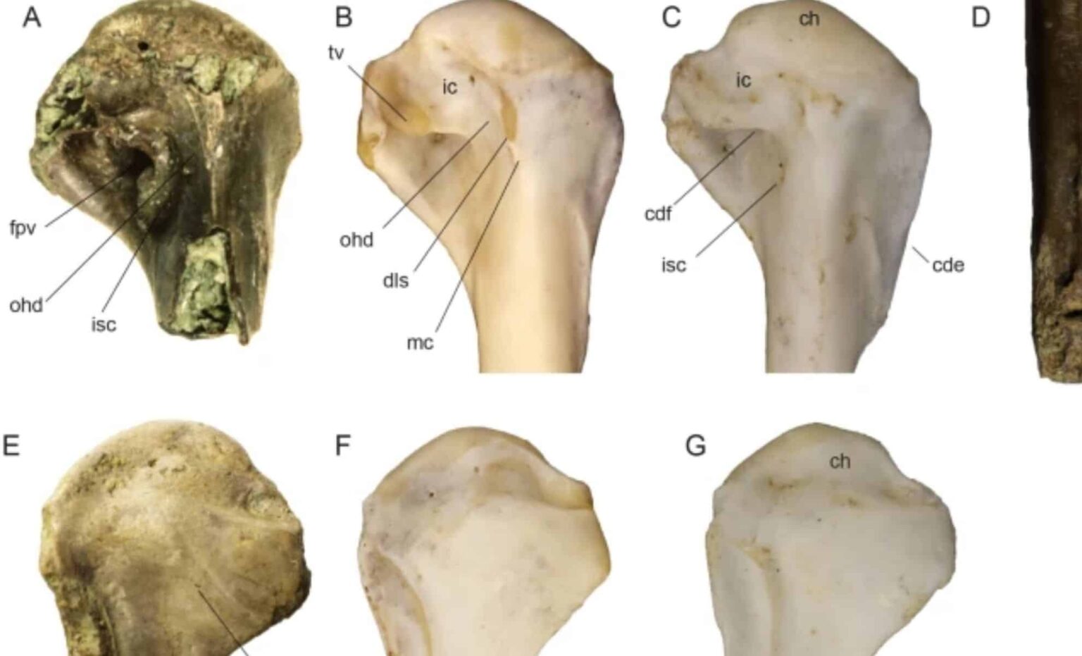 19 Million Year Old Currawong Fossil Discovered In New Zealand