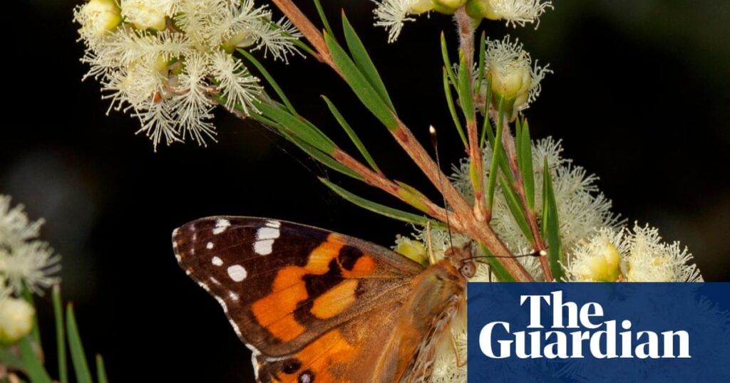 Gardening in a climate crisis: how to be a green thumb when old rules no longer apply | Climate crisis