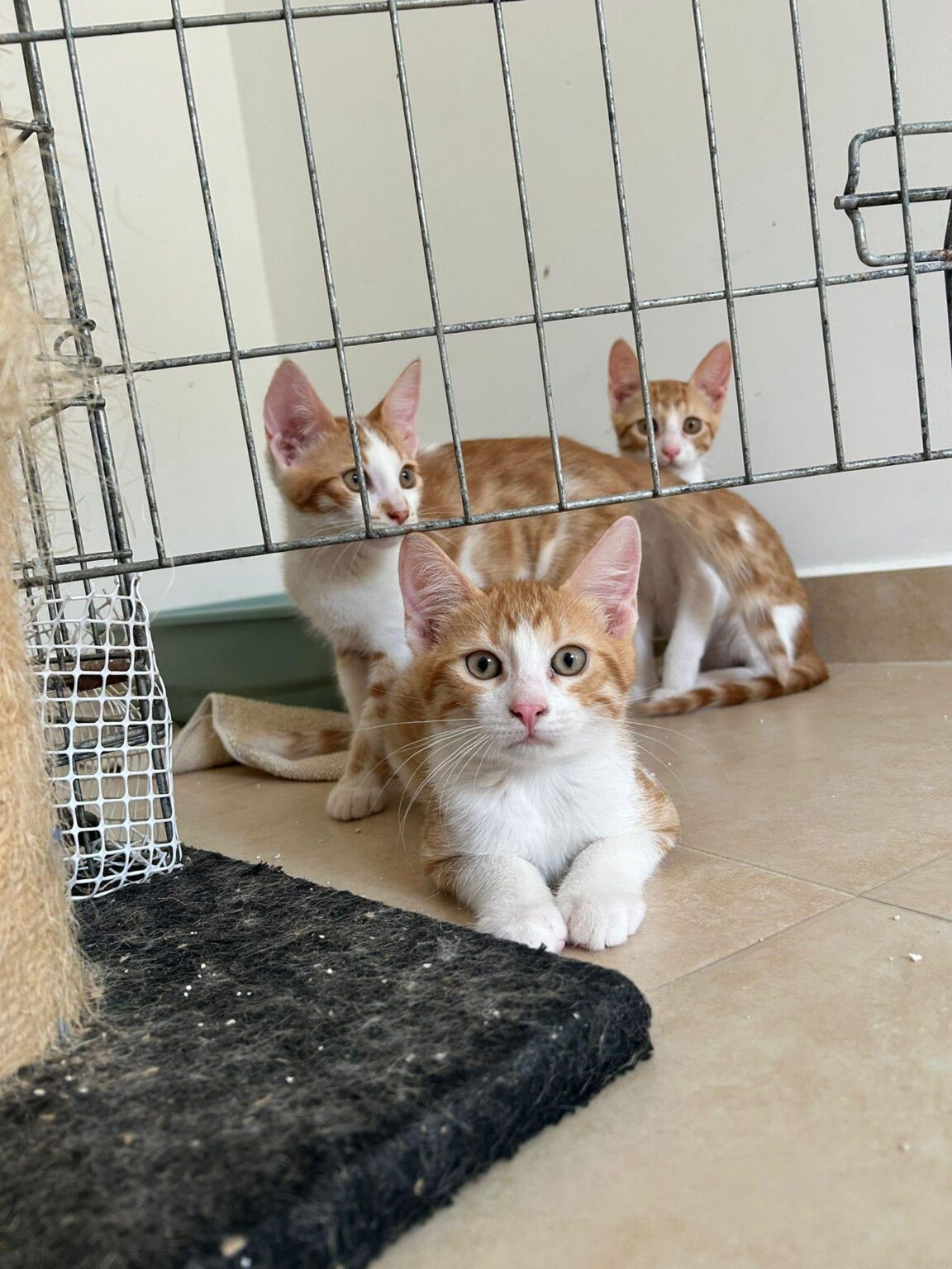 Franco, Rico,and Luka are waiting for their forever home❤️❤️ Franco, Rico,and Luka are waiting for their forever home❤️❤️