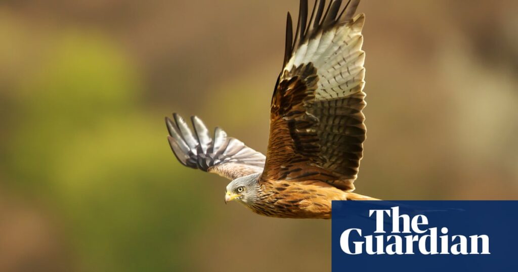 Country diary: There’s peace to be found in flying kites | Birds
