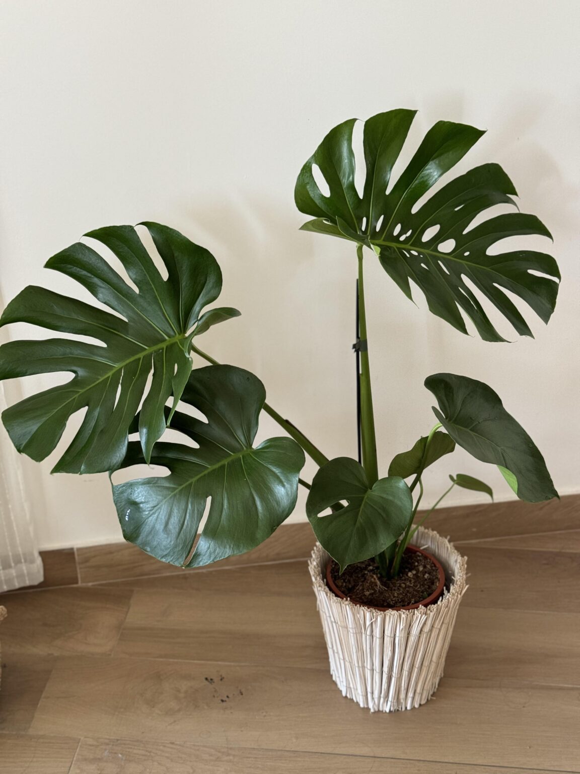 Is tap water okay for house plants in Malta, or should I stick to bottled drinkable water? 🪴