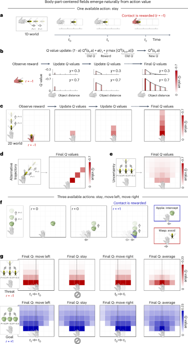 Egocentric value maps of the near-body environment
