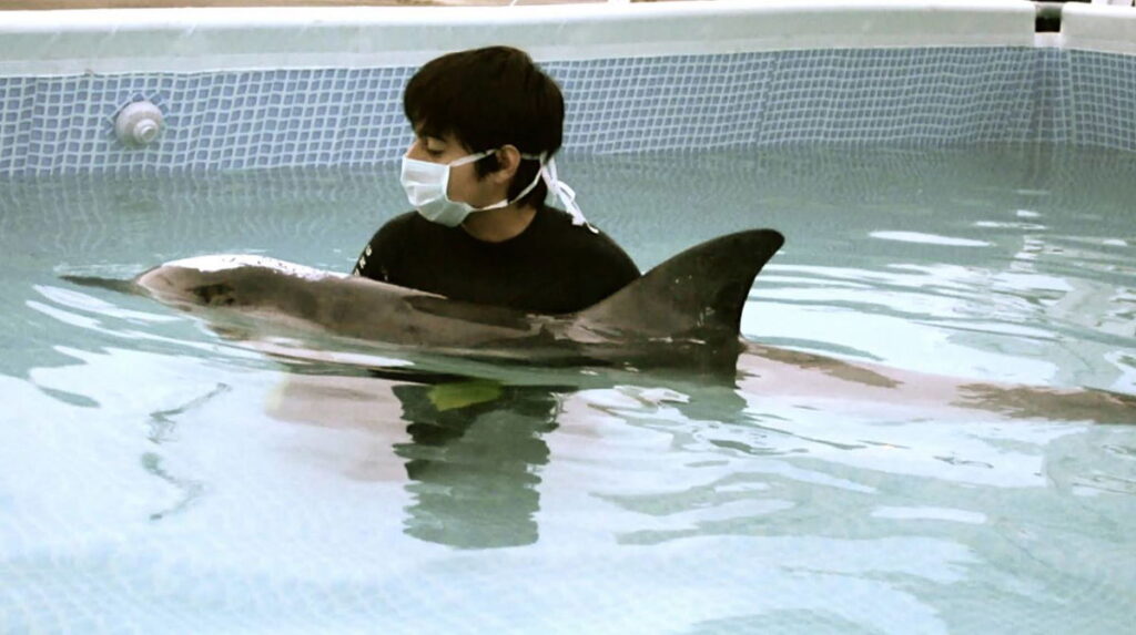 Dolphin strandings in Spain « Euro Weekly News