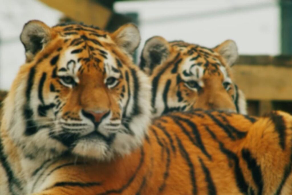 Norfolk born tiger departs for Denmark Eastern Daily Press