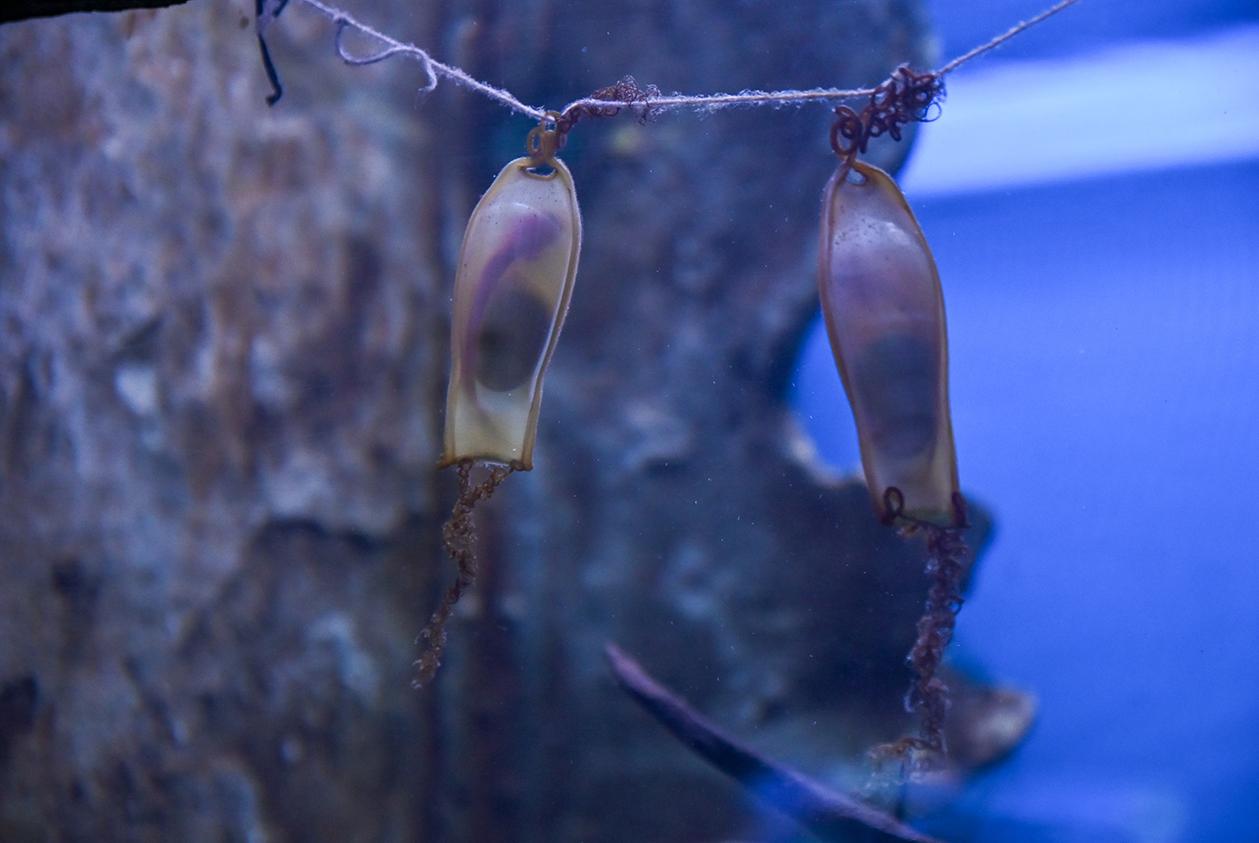 Shark eggs, often known as mermaids’ purses, containing shark embryos