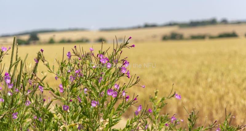 NFU analyses whether environmental markets could fill a farming financial black hole – NFUonline
