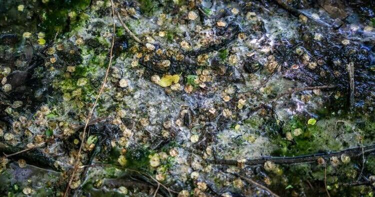 Town smokes out cesspool | Environment