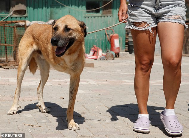 ... or a one-eyed, three-legged dog called Lucky